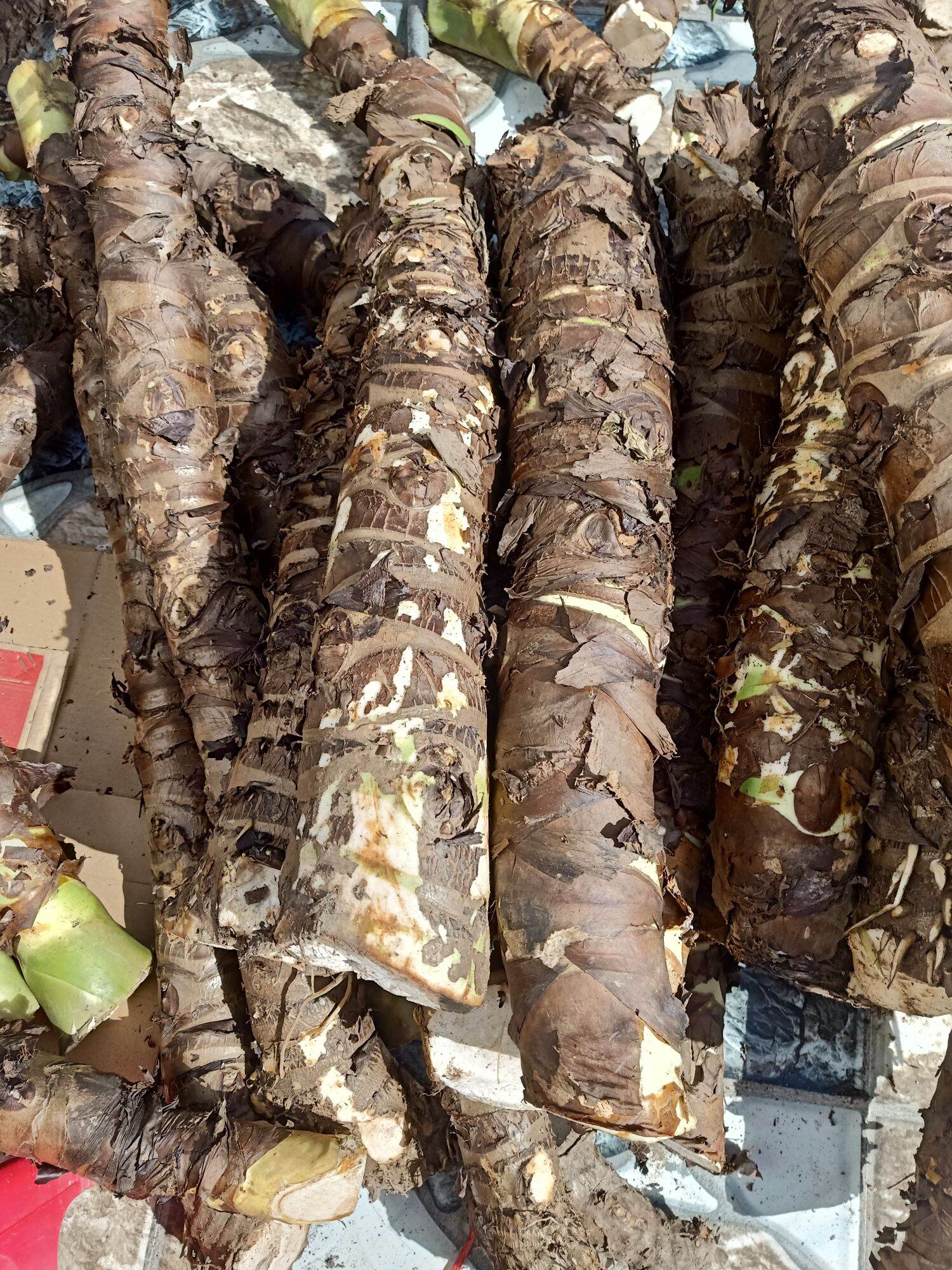 (Mua 5 tặng thêm 1).Chỉ 100k/combo 5kg, củ bạc hà núi chuẩn chất lượng