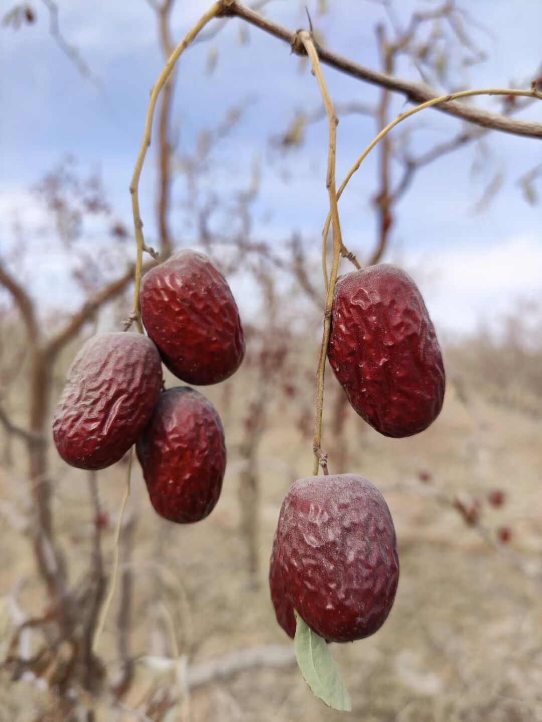 Táo đỏ Tân Cương bụi (chưa qua sơ chế) 0.5kg