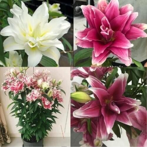 Củ hoa ly cánh kép chuẩn Tết