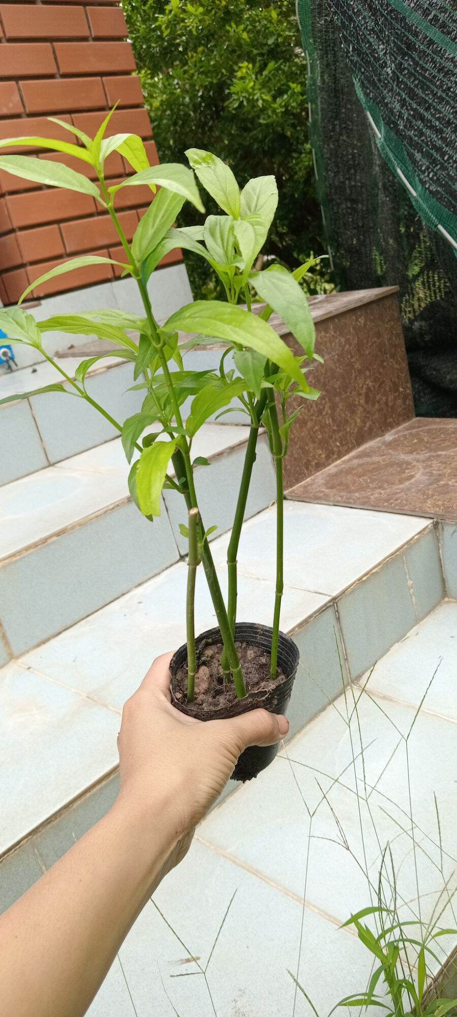 Cây bìm bịp, cây xương khỉ cao trên 30cm ảnh thật tại vườn