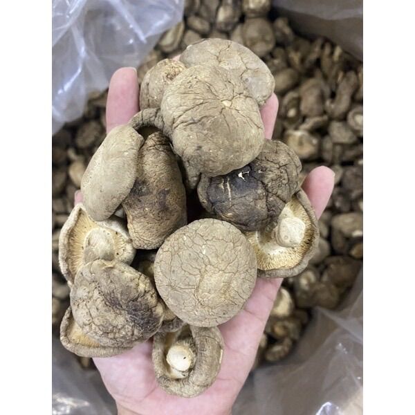 NẤM HƯƠNG TAI TO DÀY THIT (50GRAM)