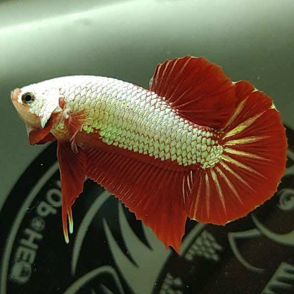 Betta trống rồng đỏ đã tách phông đủ.