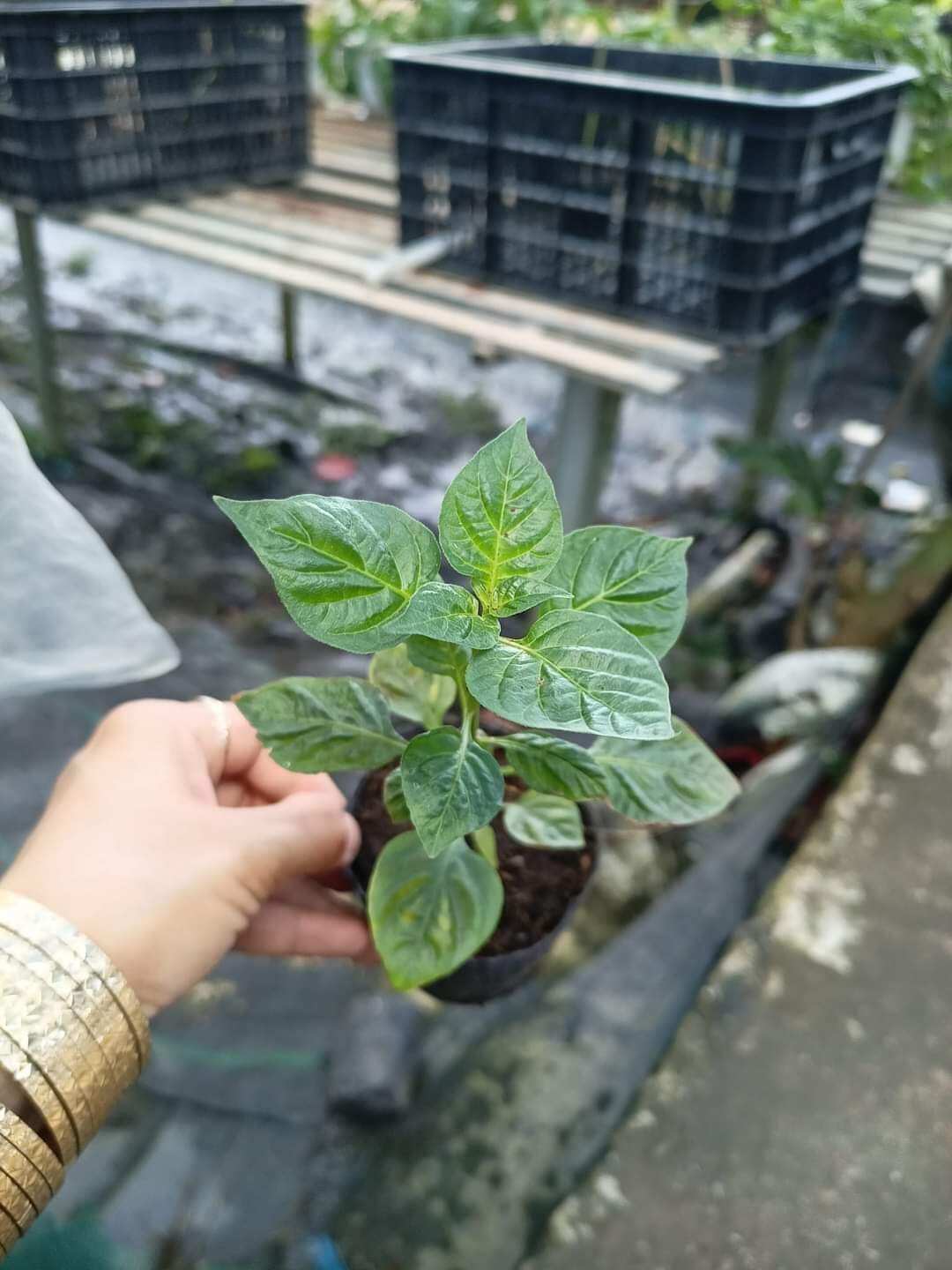 10 cây giống ớt peru