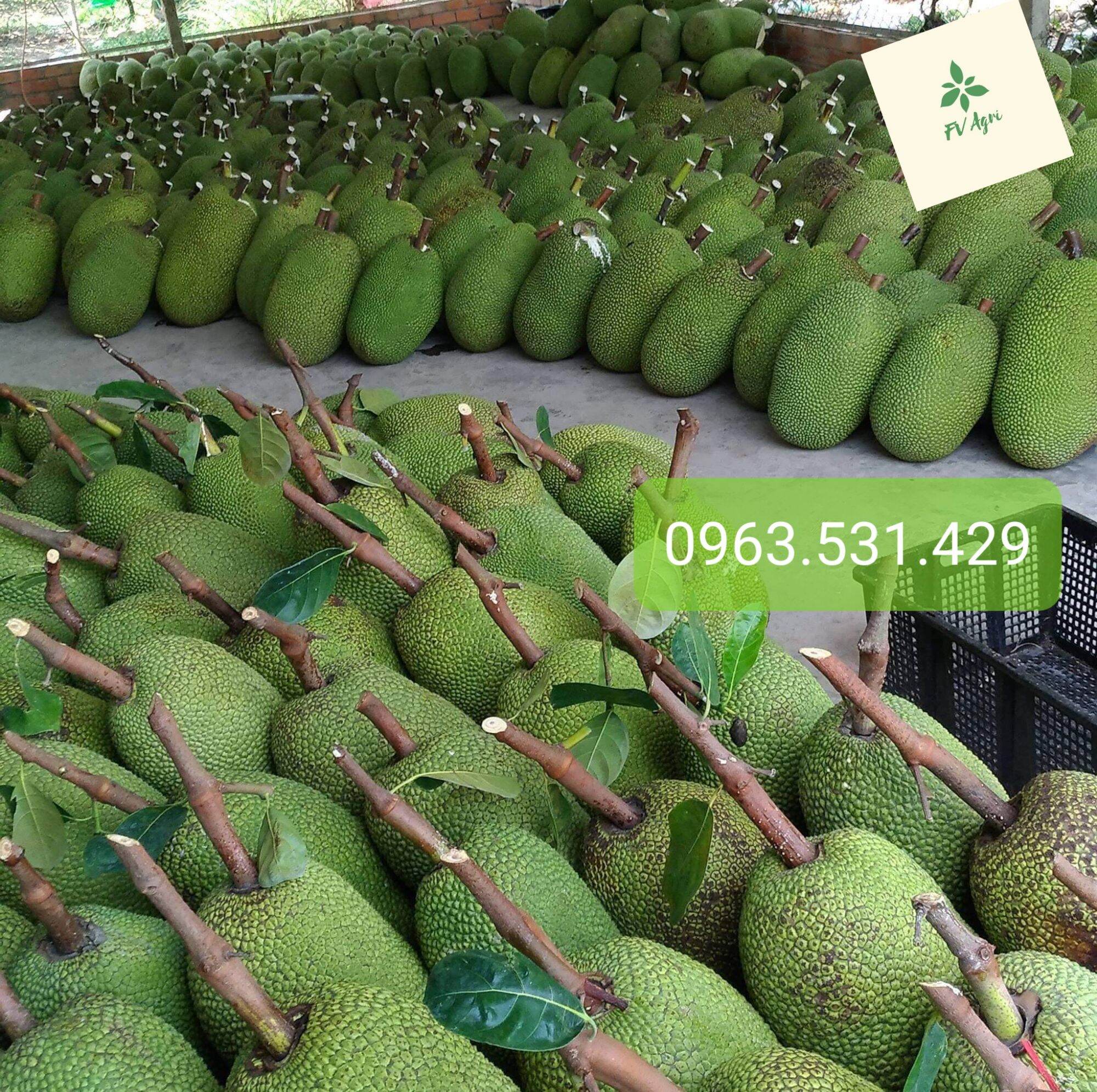 Phân Siêu lớn trái Mít 500ml