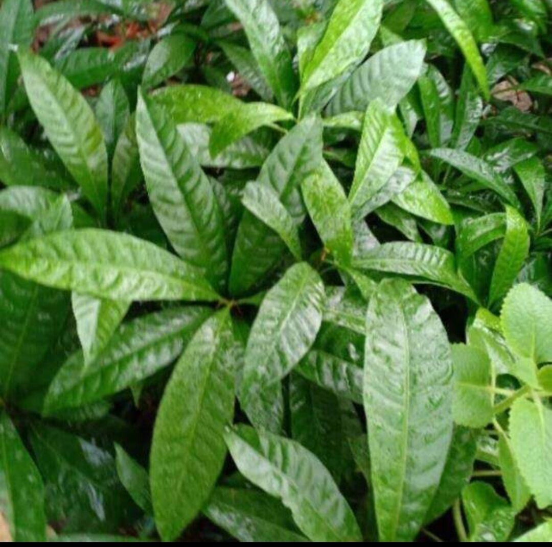 CÂY LÊ KI MA  (cây giống)