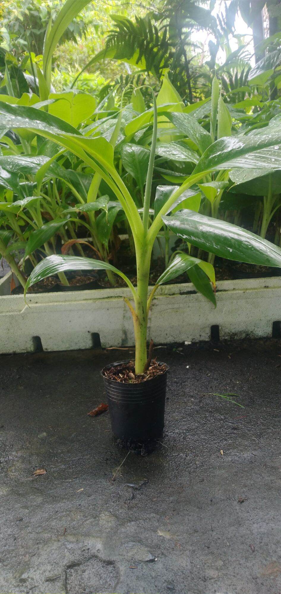 Chuối già Laba (cây giống thuần xứ nóng)