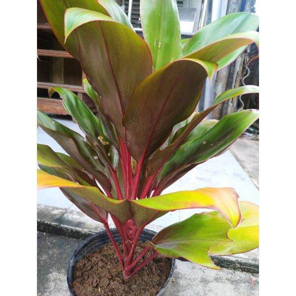 cây huyết dụ 50cm