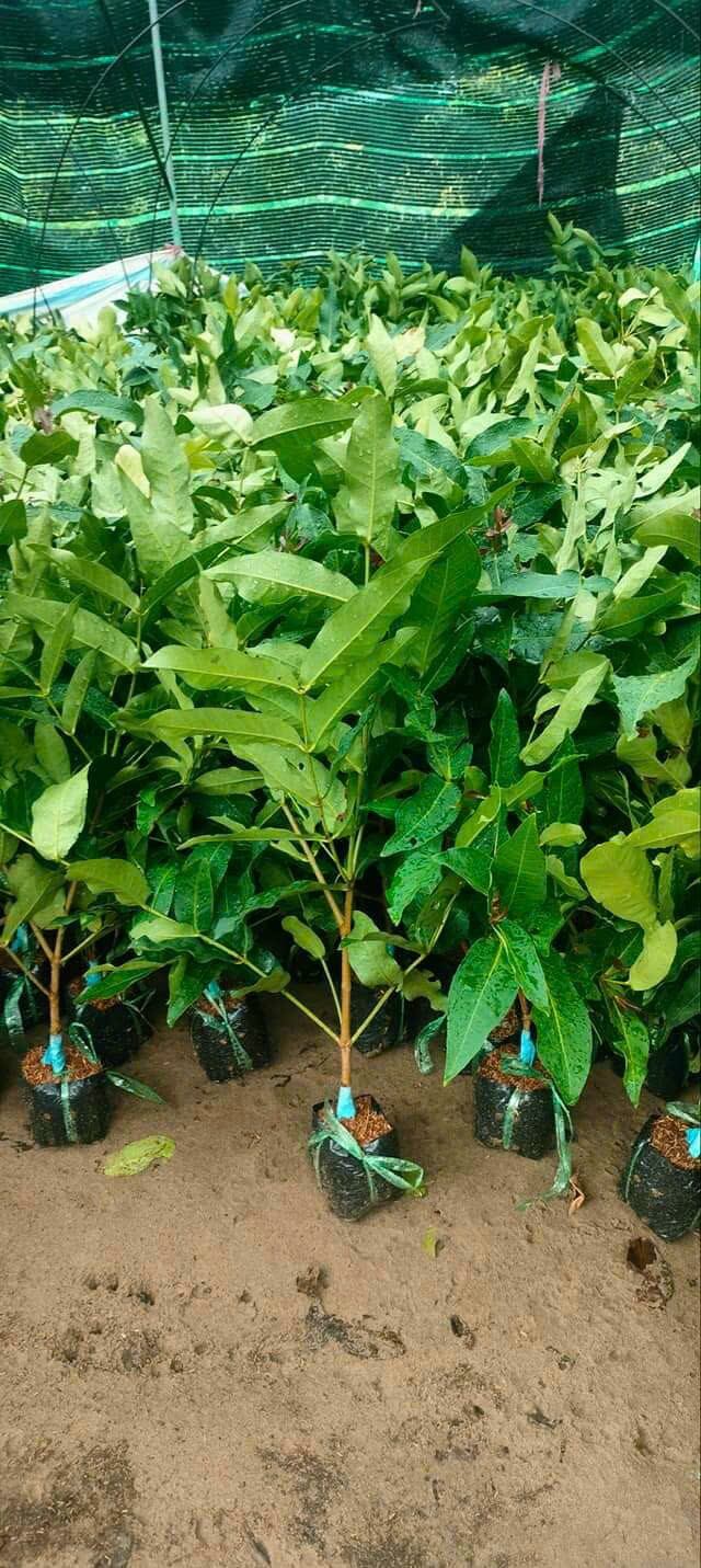 Cây giống mân Ấn Độ (mận hiếm)