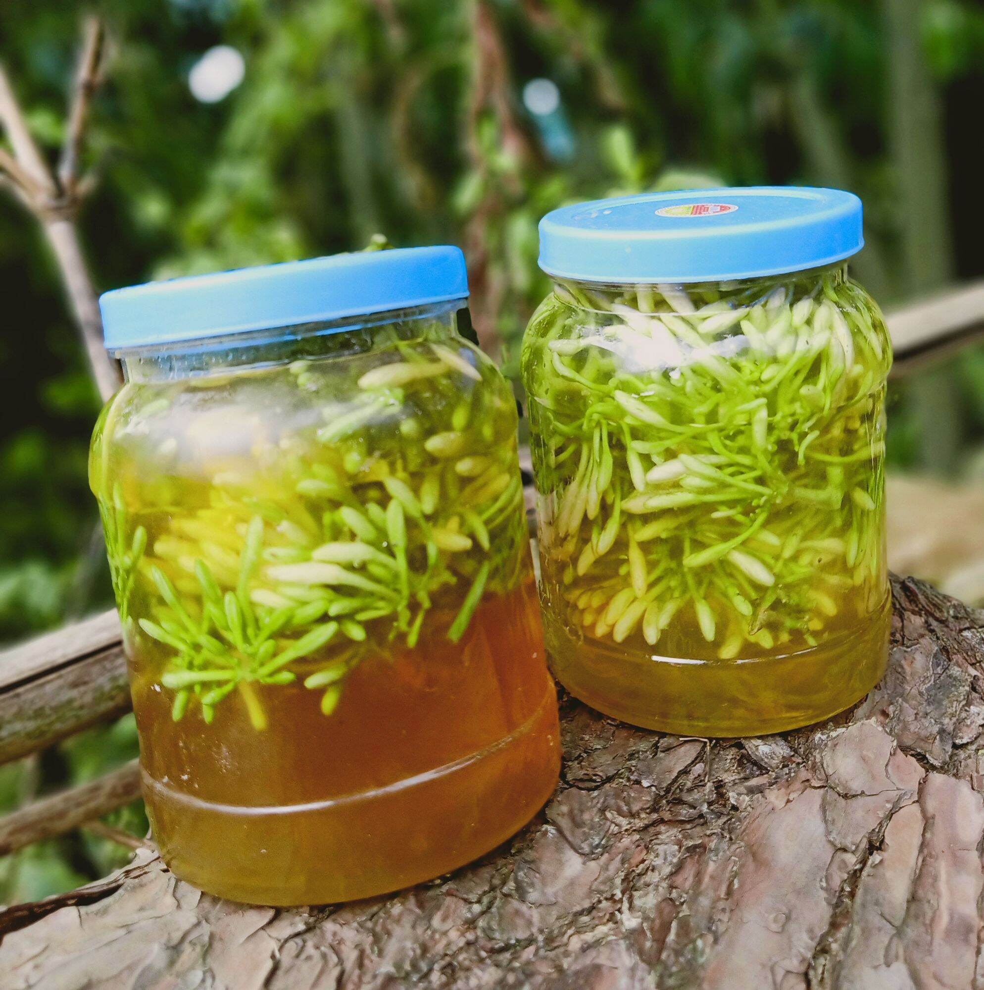 Hoa đu đủ đực tươi ngâm mật ong hộp 1,2kg