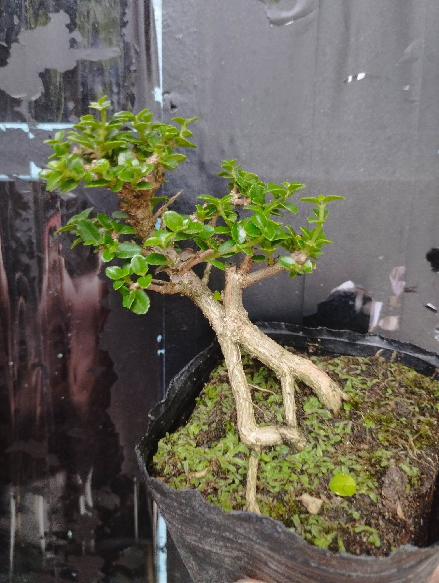 Sam hương bonsai mini 10-15cm