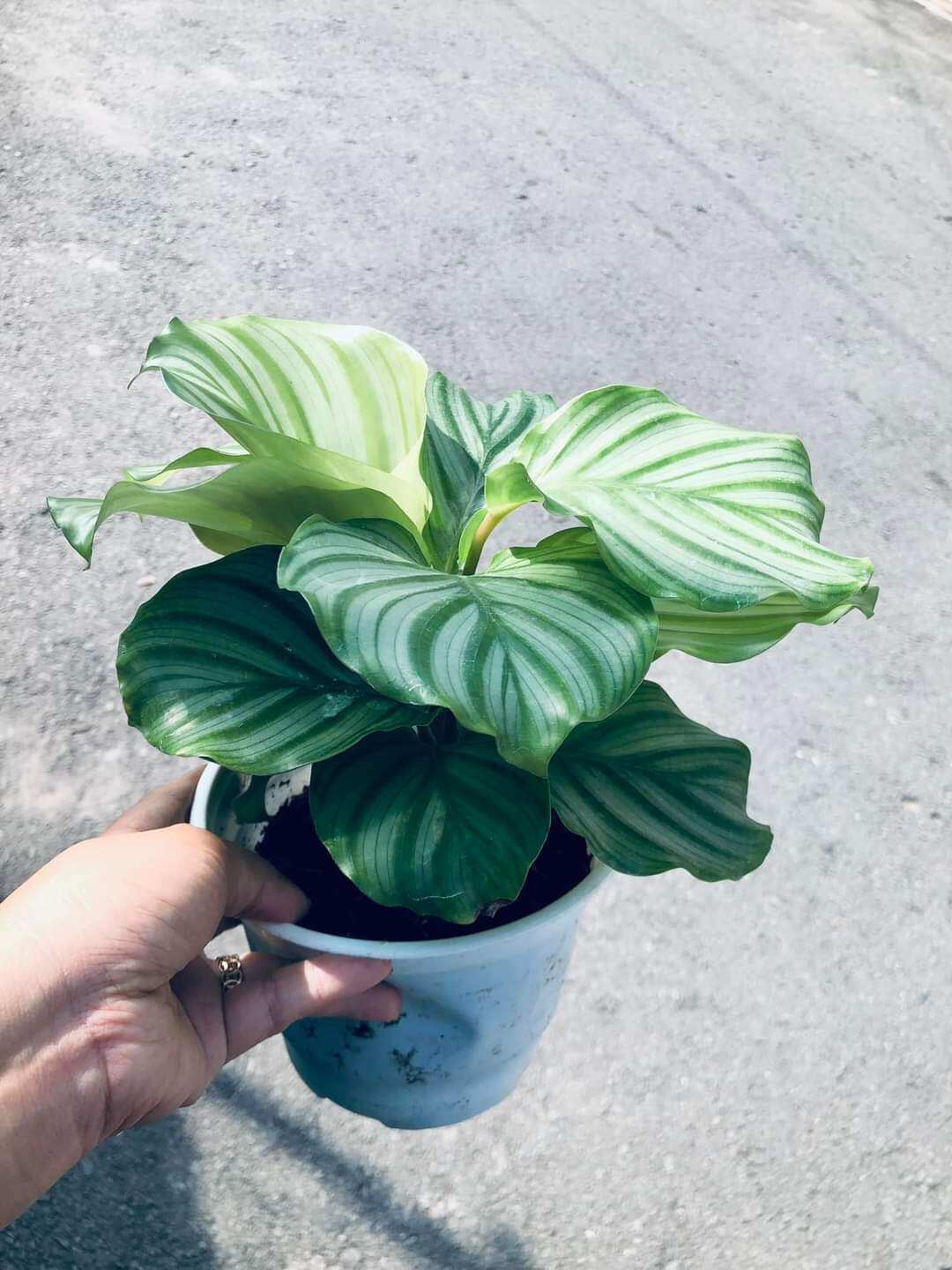 Cây đuôi công táo - calathea orbifolia hợp mệnh mộc