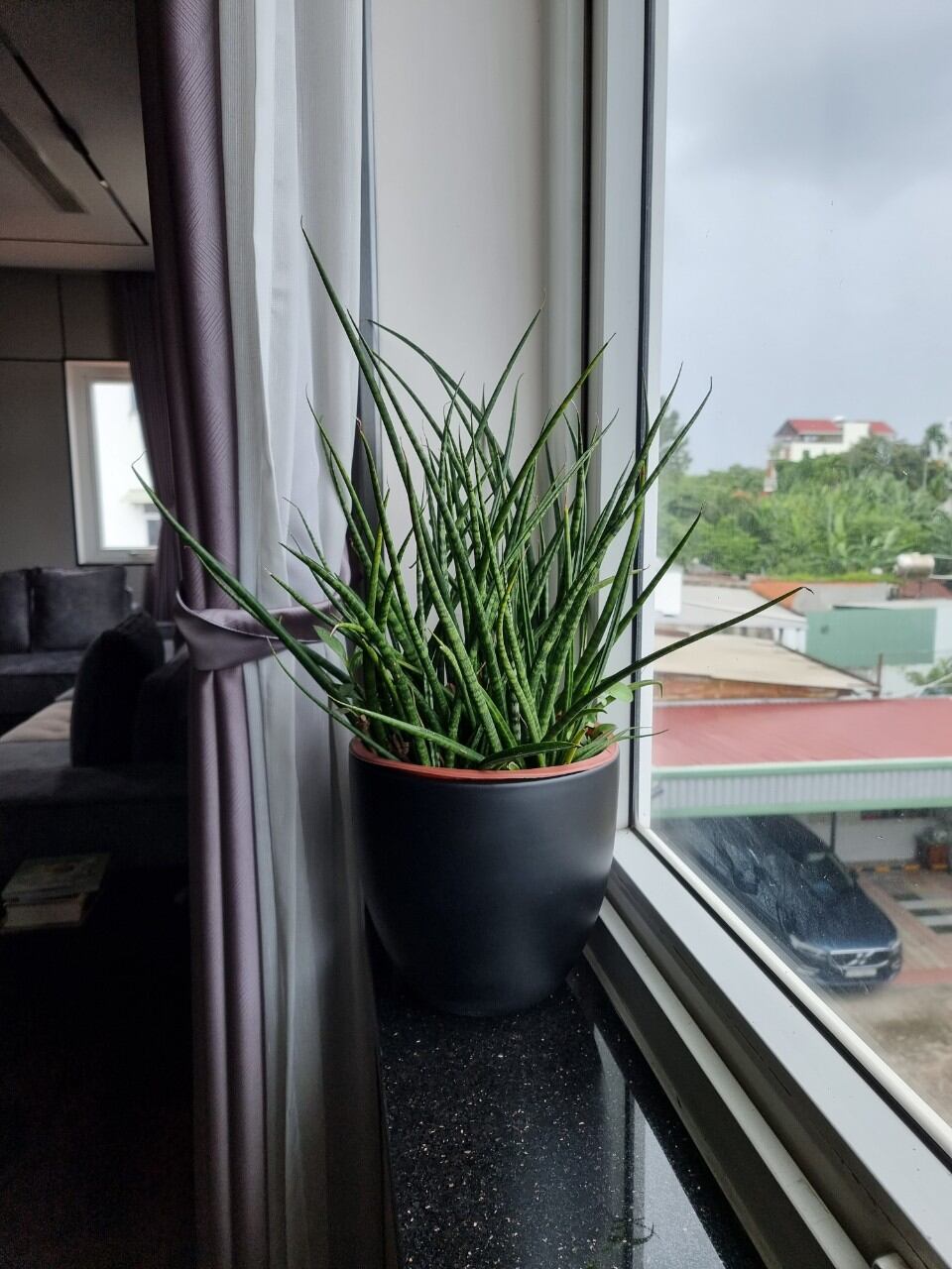Cây Lưỡi Hổ Đuôi Phụng