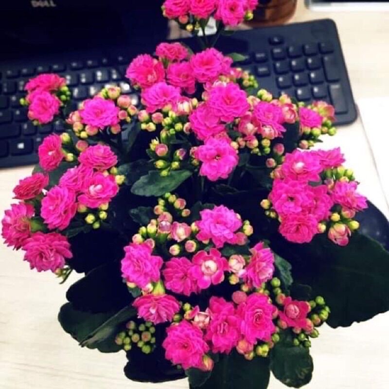 Cây hoa sống đời kép(9 màu) HOA TẾT