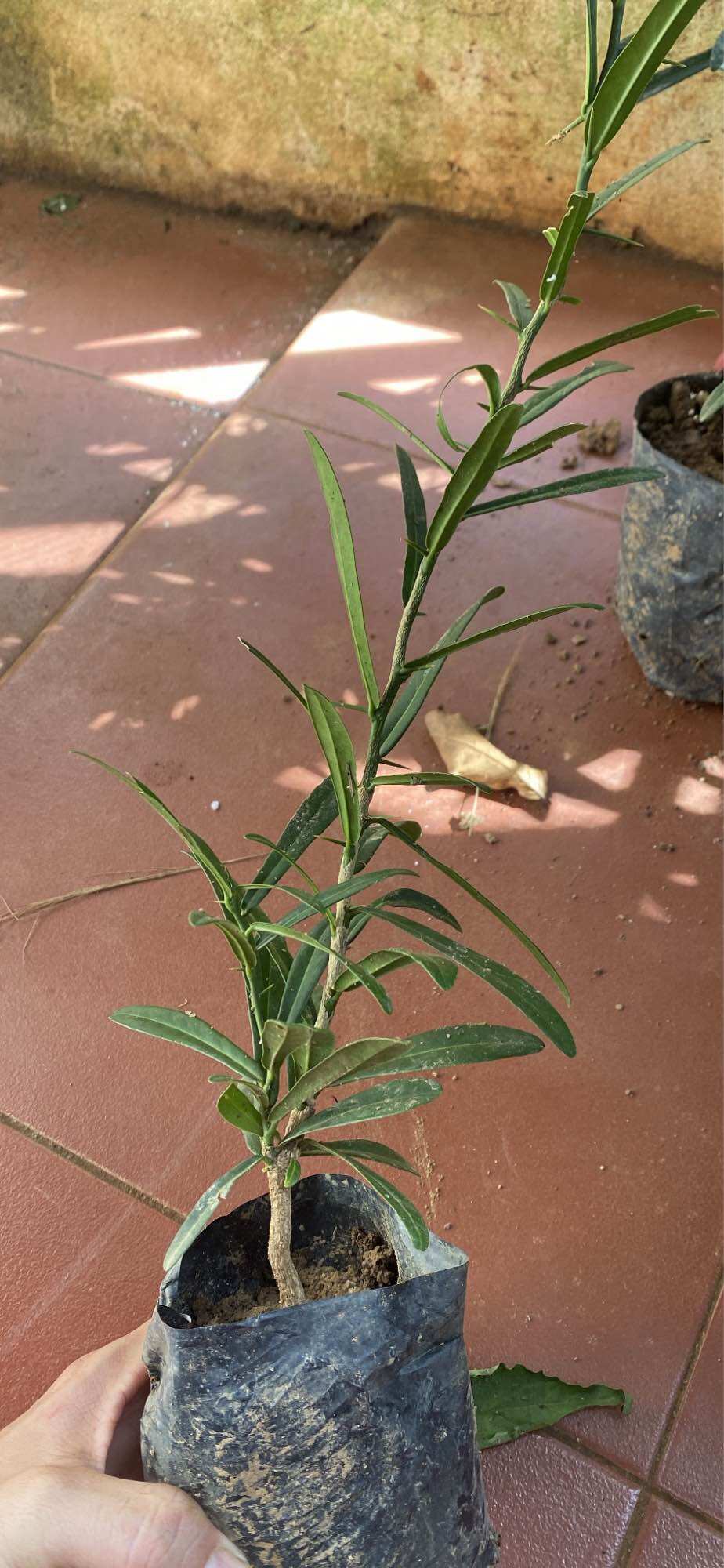 Cây giống Xáo tam phân