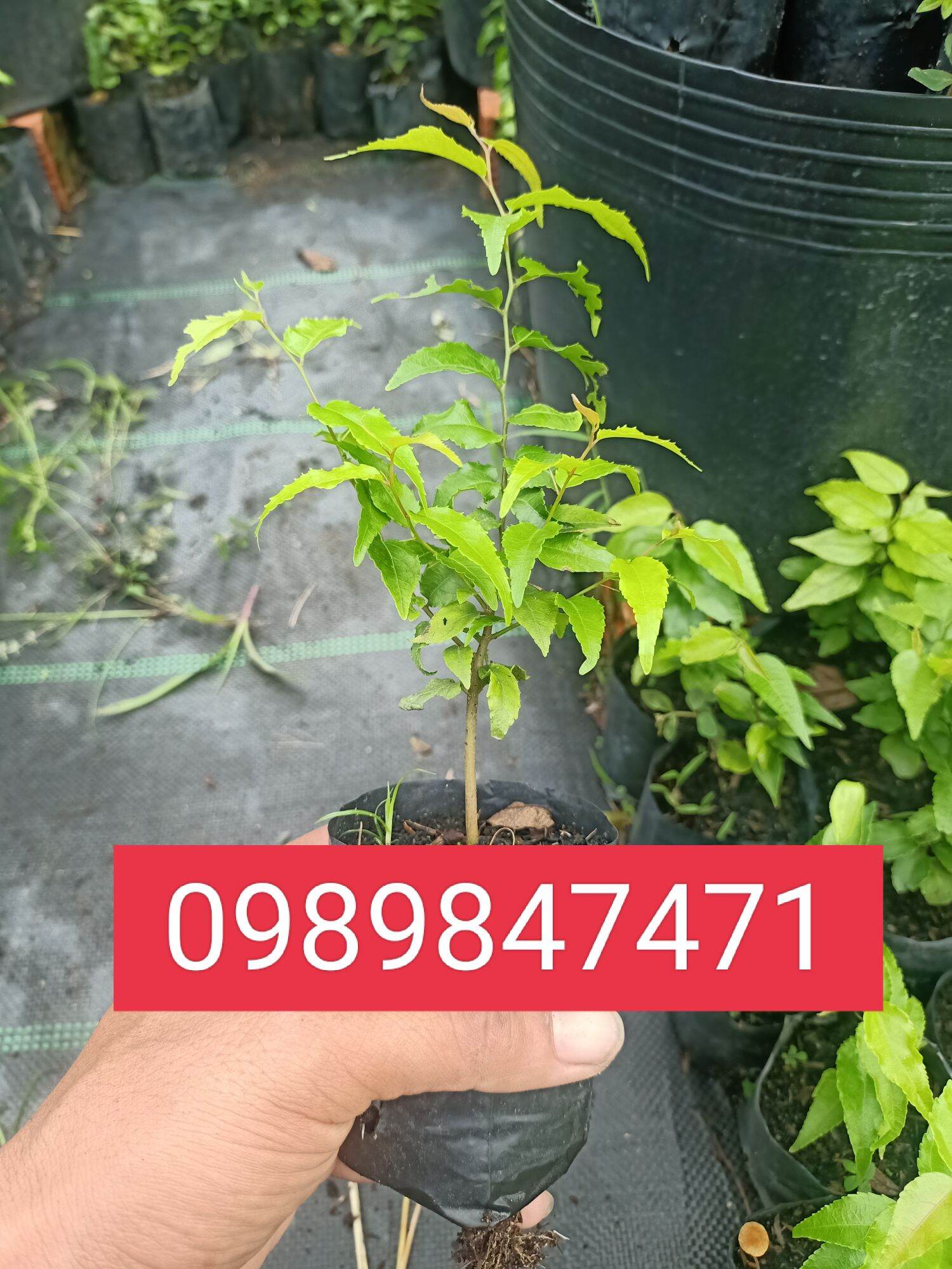 cây hồng quân giống combo 5 cây
