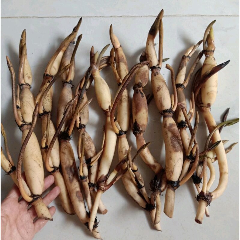 Củ sen giống các loại (sen trung)