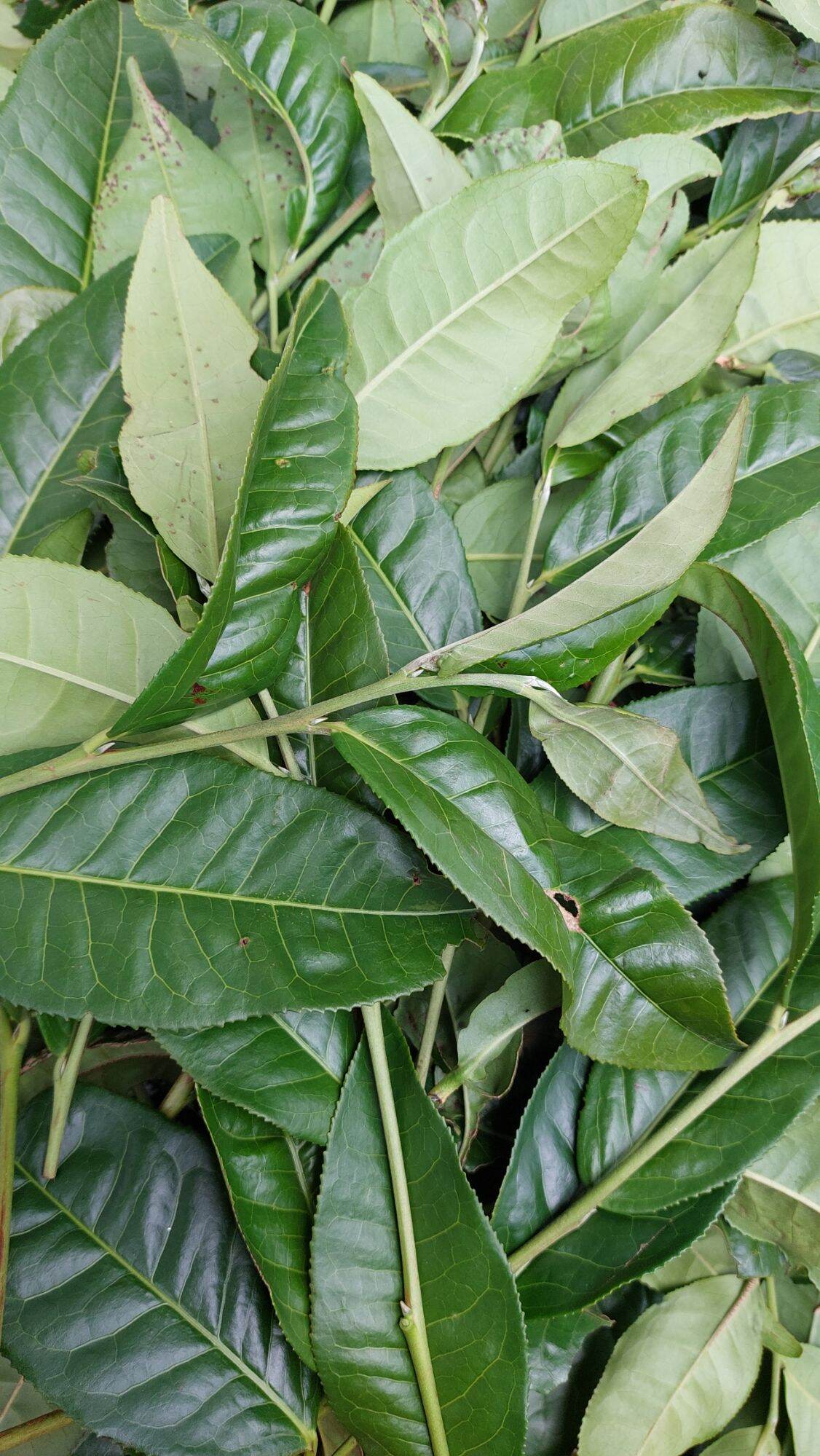 chè tươi lâm đồng 1kg