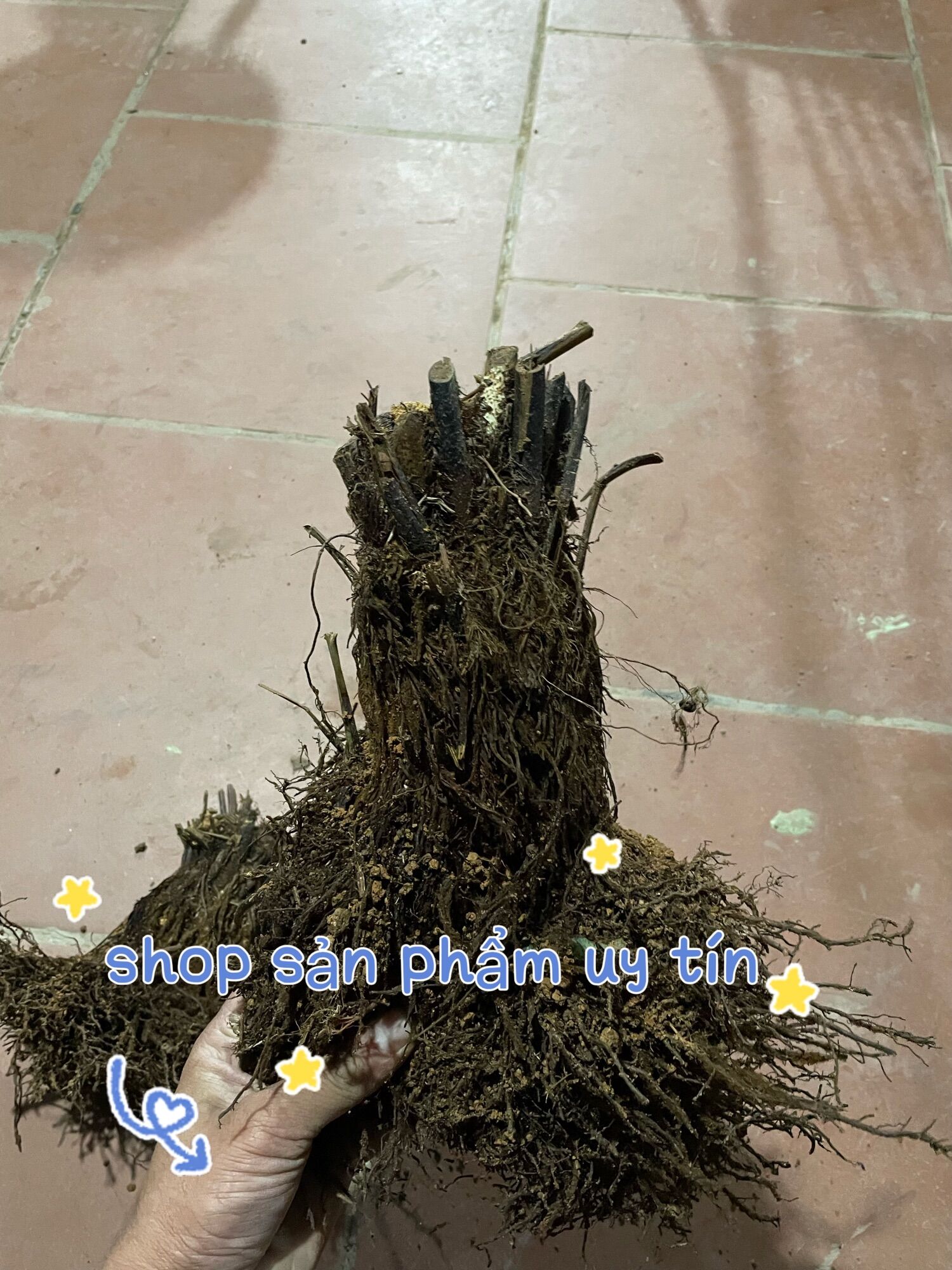 Dương xỉ thân gỗ gốc đẹp
