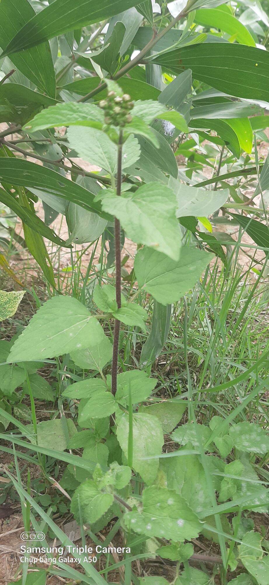 Cây cỏ hôi tươi