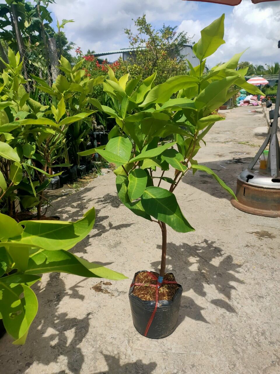 cây mận đỏ đài loan