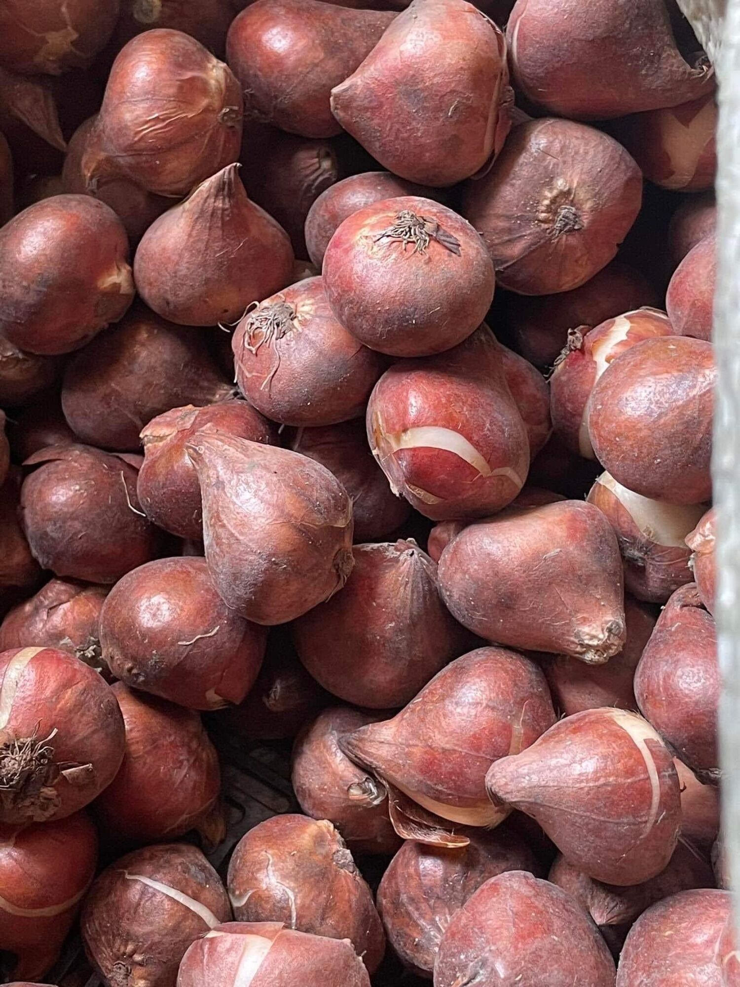 Củ hoa tuylip chuẩn tết