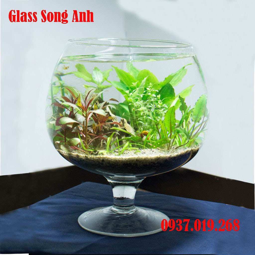 BÌNH THỦY TINH NUÔI CÁ ĐỂ BÀN LC3[ D14 x H16cm],CHẬU CÁ THỦY TINH MINI ...