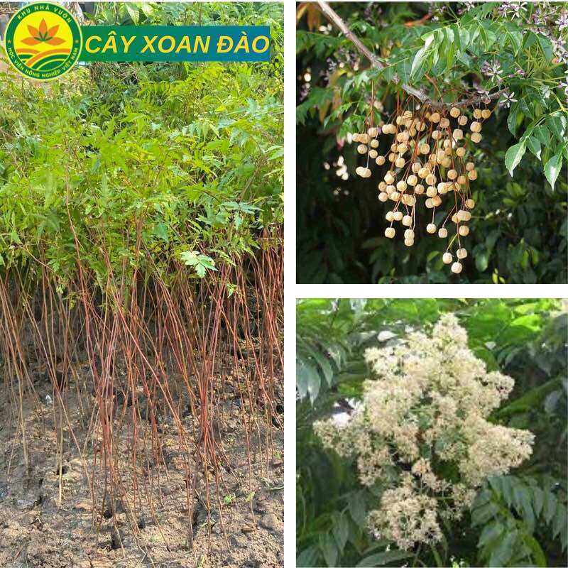 Combo 10 Cây giống Xoan Đào, xoan đào, cây giống xoan đào, cây trồng lấy gỗ rất được ưa chuộng dùng làm đồ thủ công mỹ nghệ