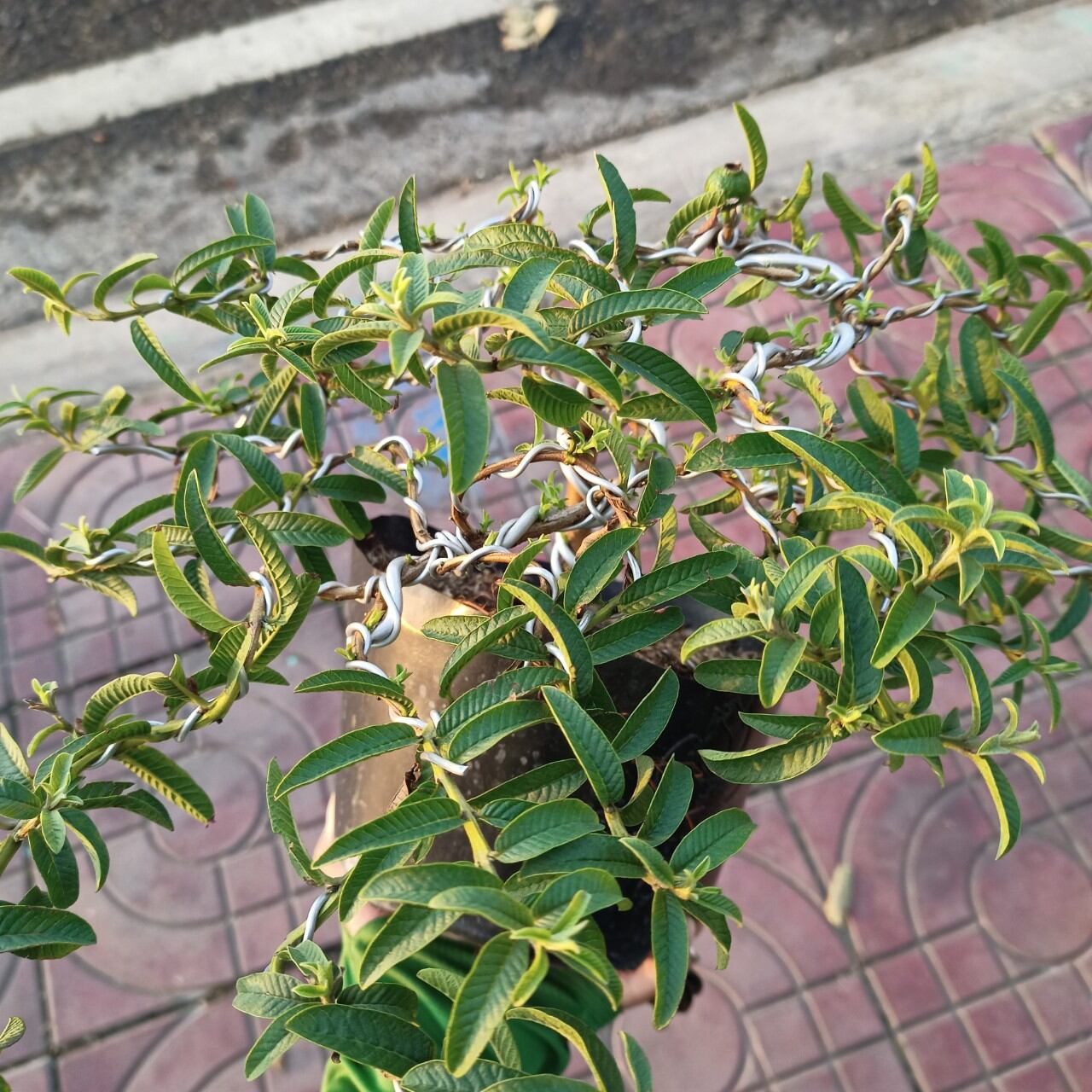 Cây ổi lá kim bonsai đang có trái