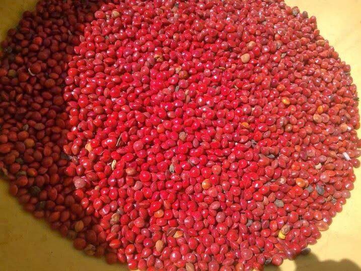 Hạt Giống cẩm đỏ (1kg)