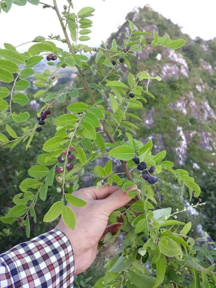 Cây phèn đen 1kg,cây nổ đồng tiền .