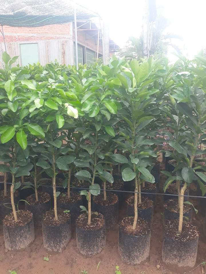 Cây giống bưởi da xanh ruột đỏ
