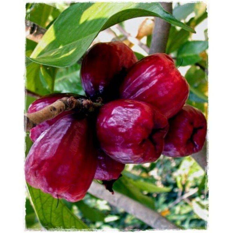 CÂY MẬN THÁI siêu ngọt (siêu sớm)