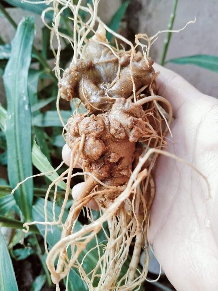 Tam thất Bắc tươi (hàng 8 củ/kg 650k/kg)