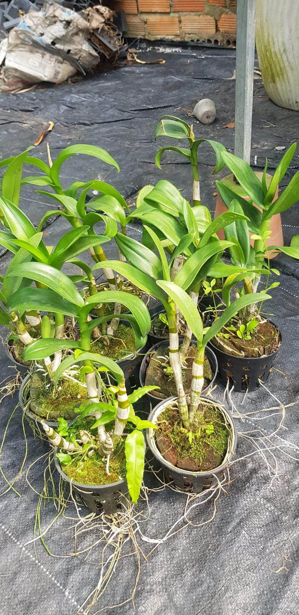 Lan dendro cây lỗi lá chân nên thanh lý rẻ về chăm, đa dạng màu . combo 10 cây 250k