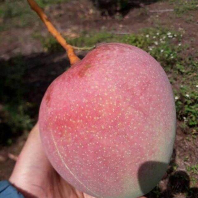 Cây Xoài Úc thơm ngon