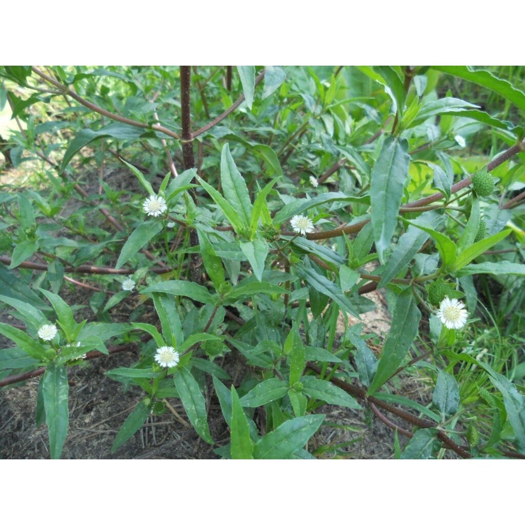 1kg Cây Cỏ mực( nhọ nồi) khô