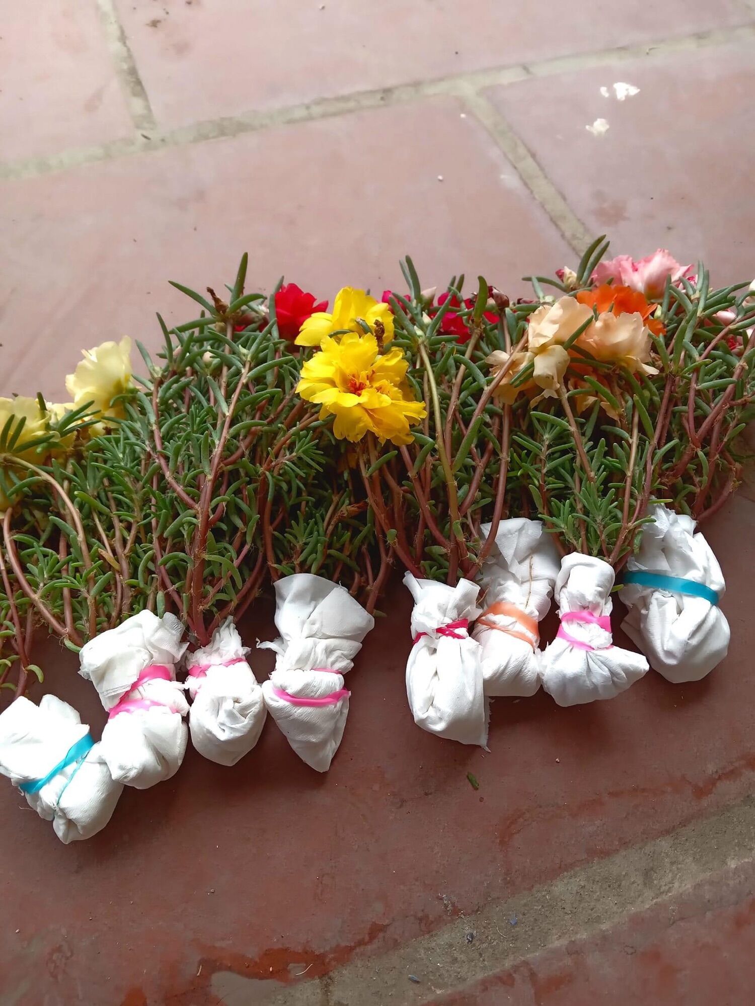Hoa mười giờ