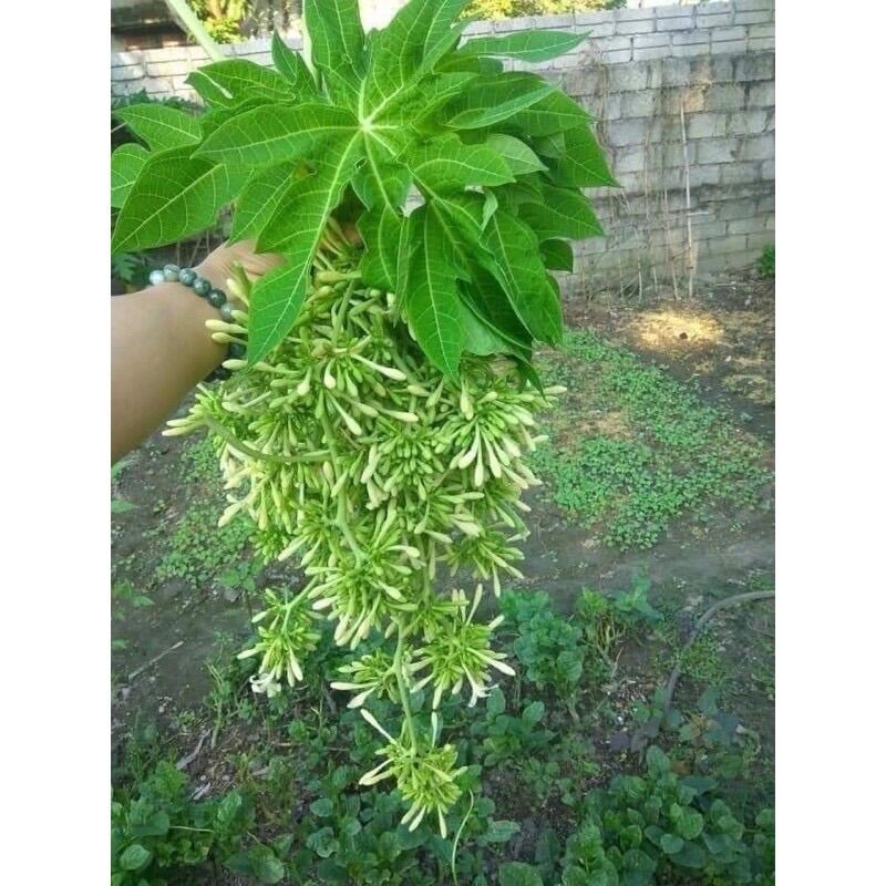 Nụ hoa đu đủ đực 500gr