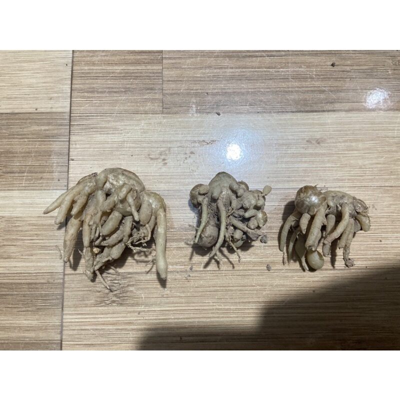 Củ địa liền giống ( củ có sẵn rễ nhánh sinh củ con)