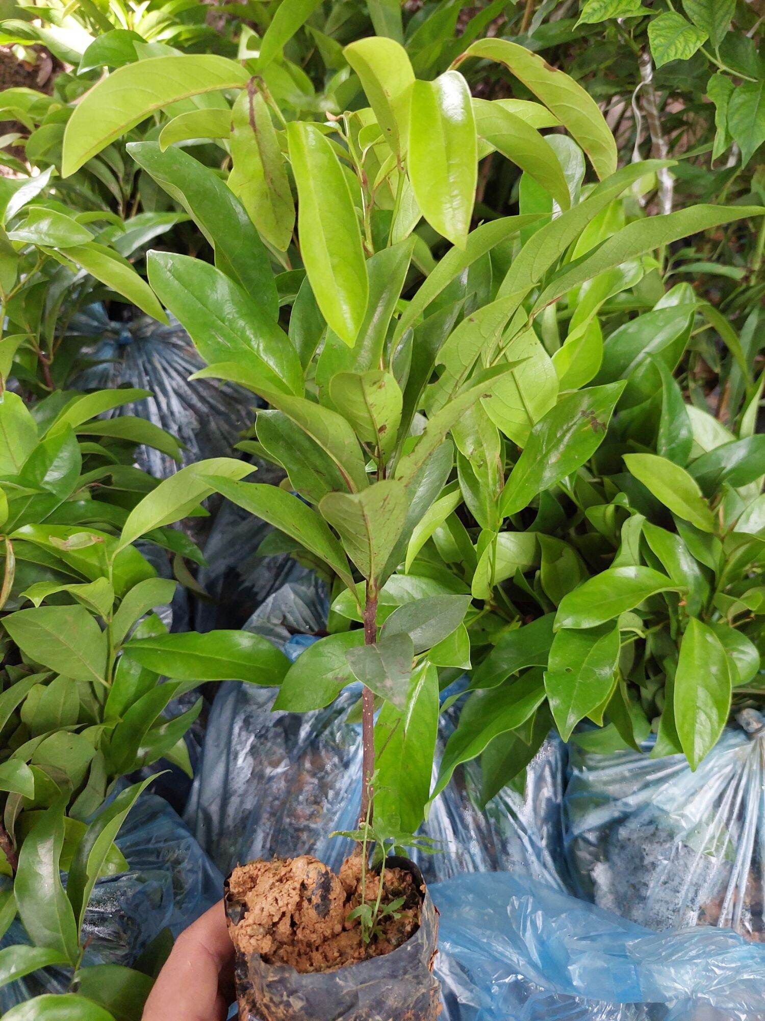 CÂY GIỐNG THỊ