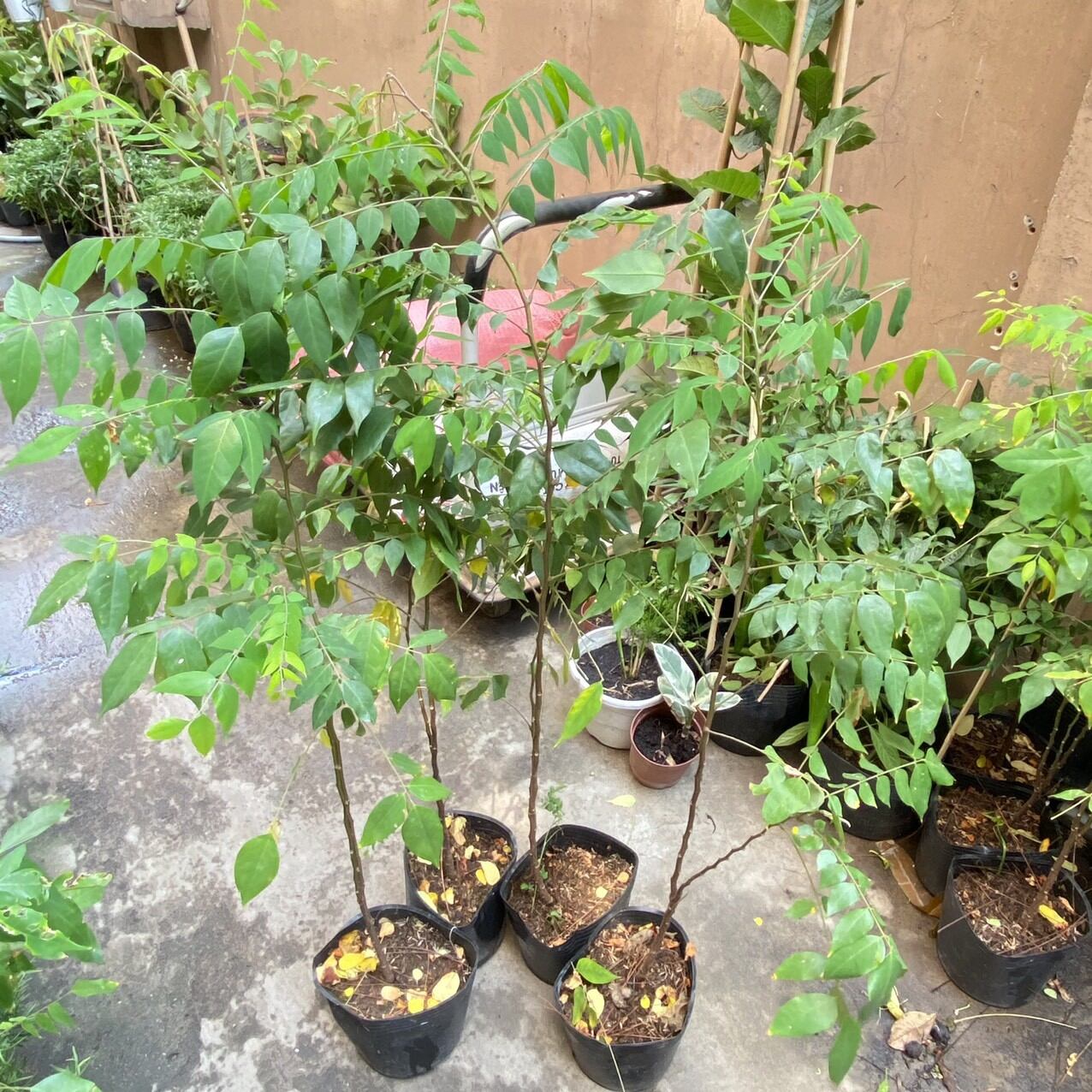 1 CÂY KHẾ CHUA