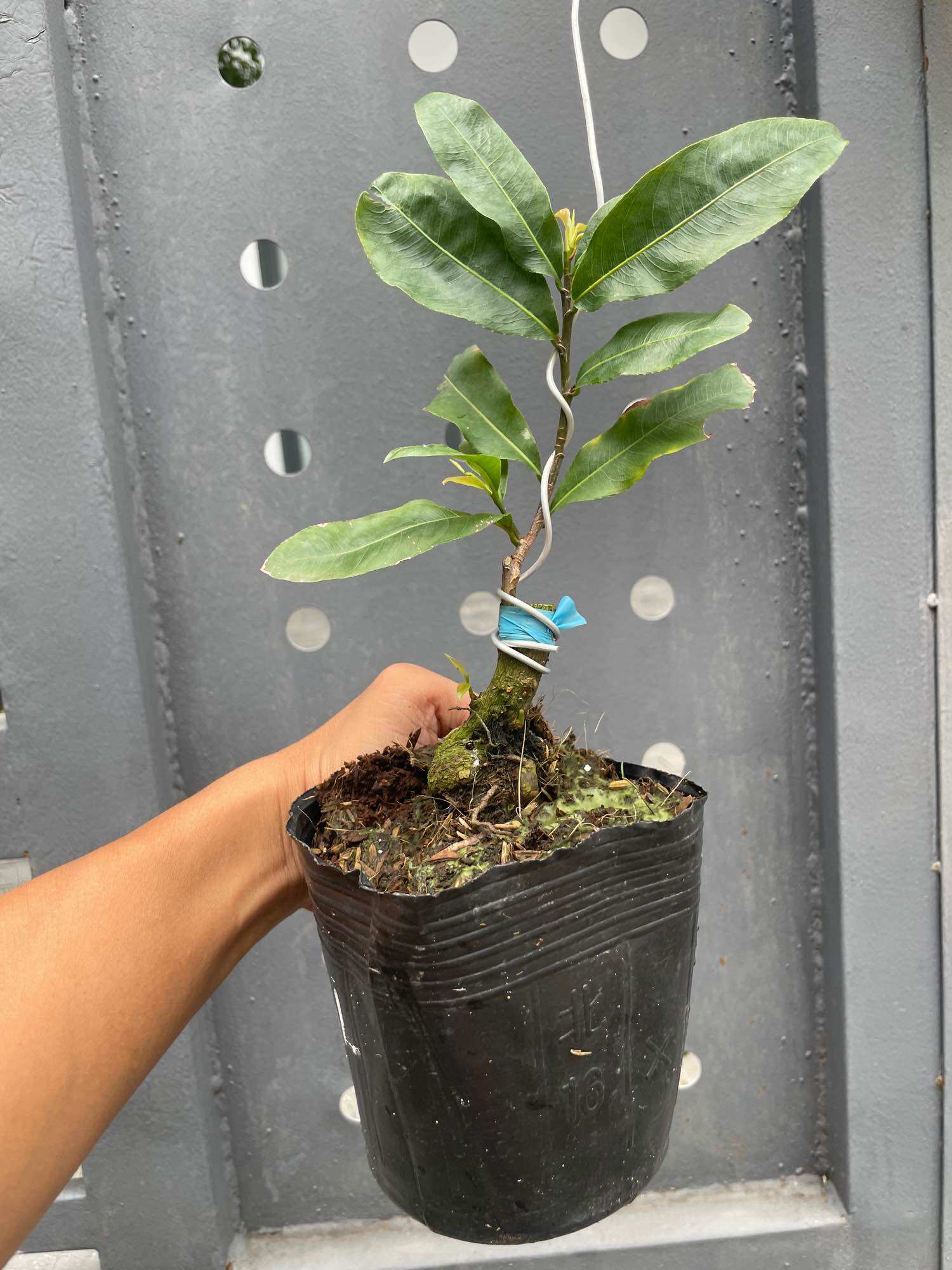 Mai SIÊU BÔNG BÌNH LỢI (chuẩn giống - bảo hành trọn đời)