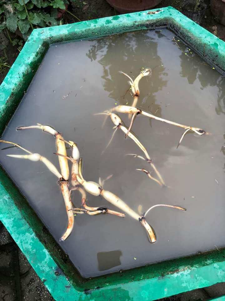 củ sen nhật cam sai hoa màu cam