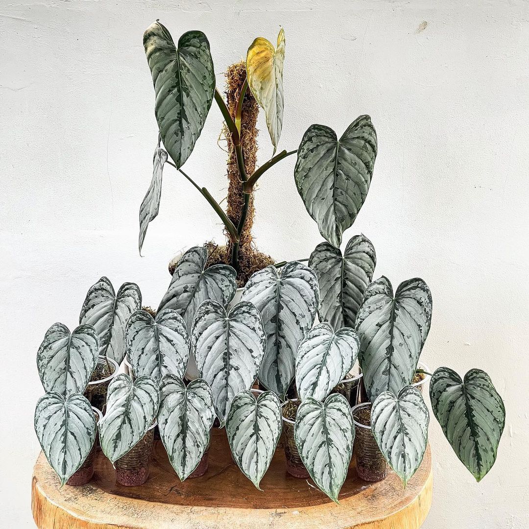 Philodendron Brandtianum