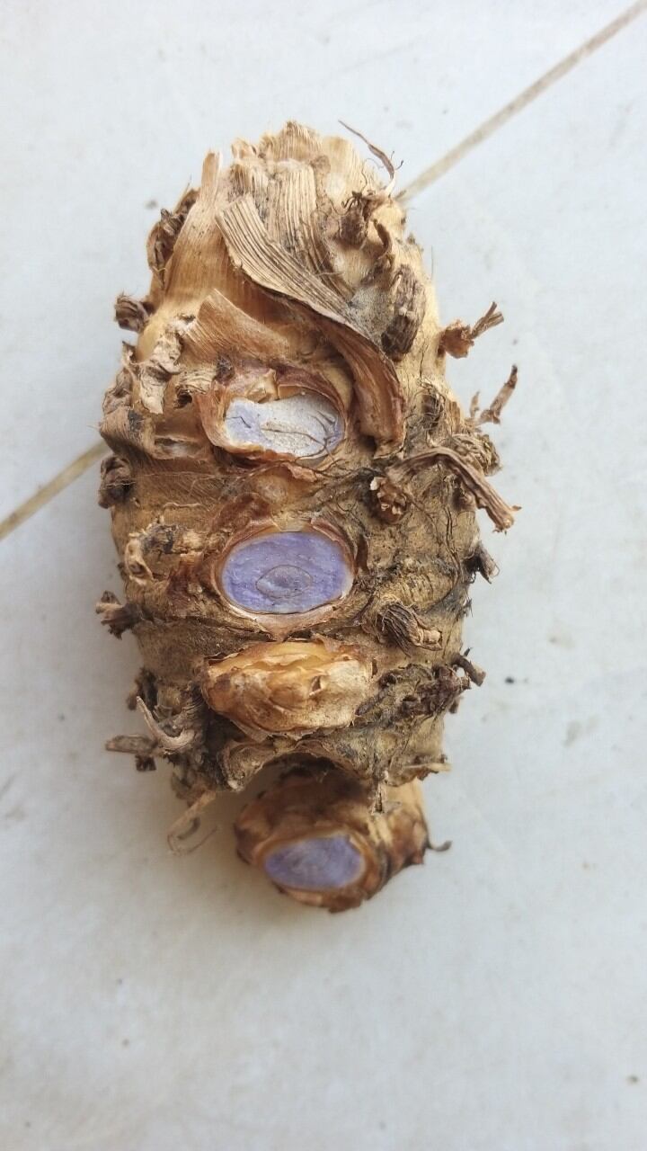 củ nghệ đen tươi 1kg