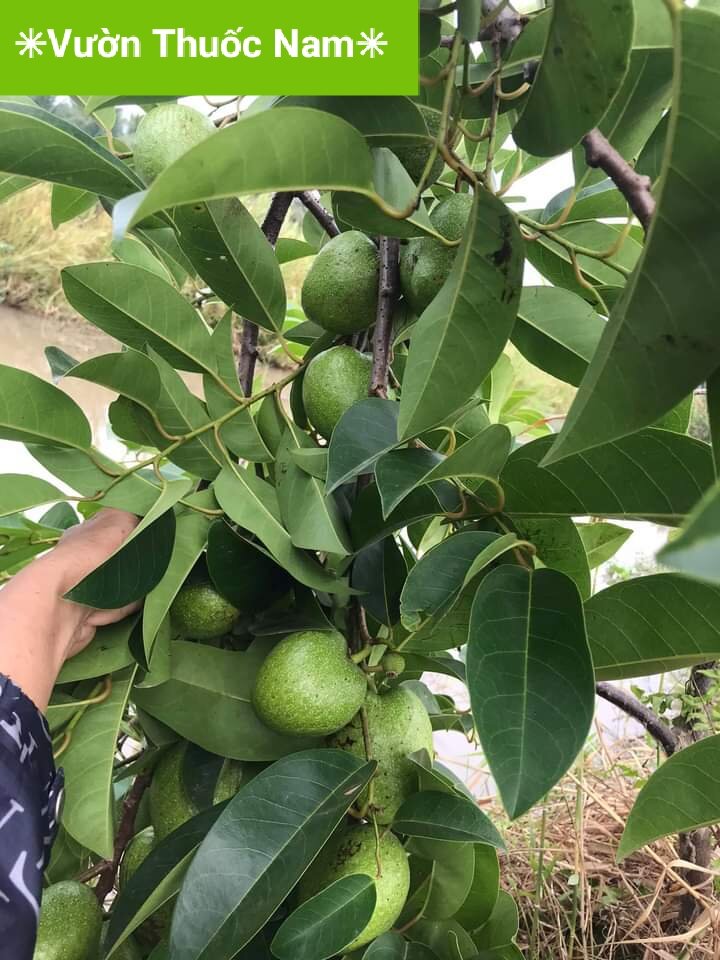 Combo 2kg lá bình bát tươi