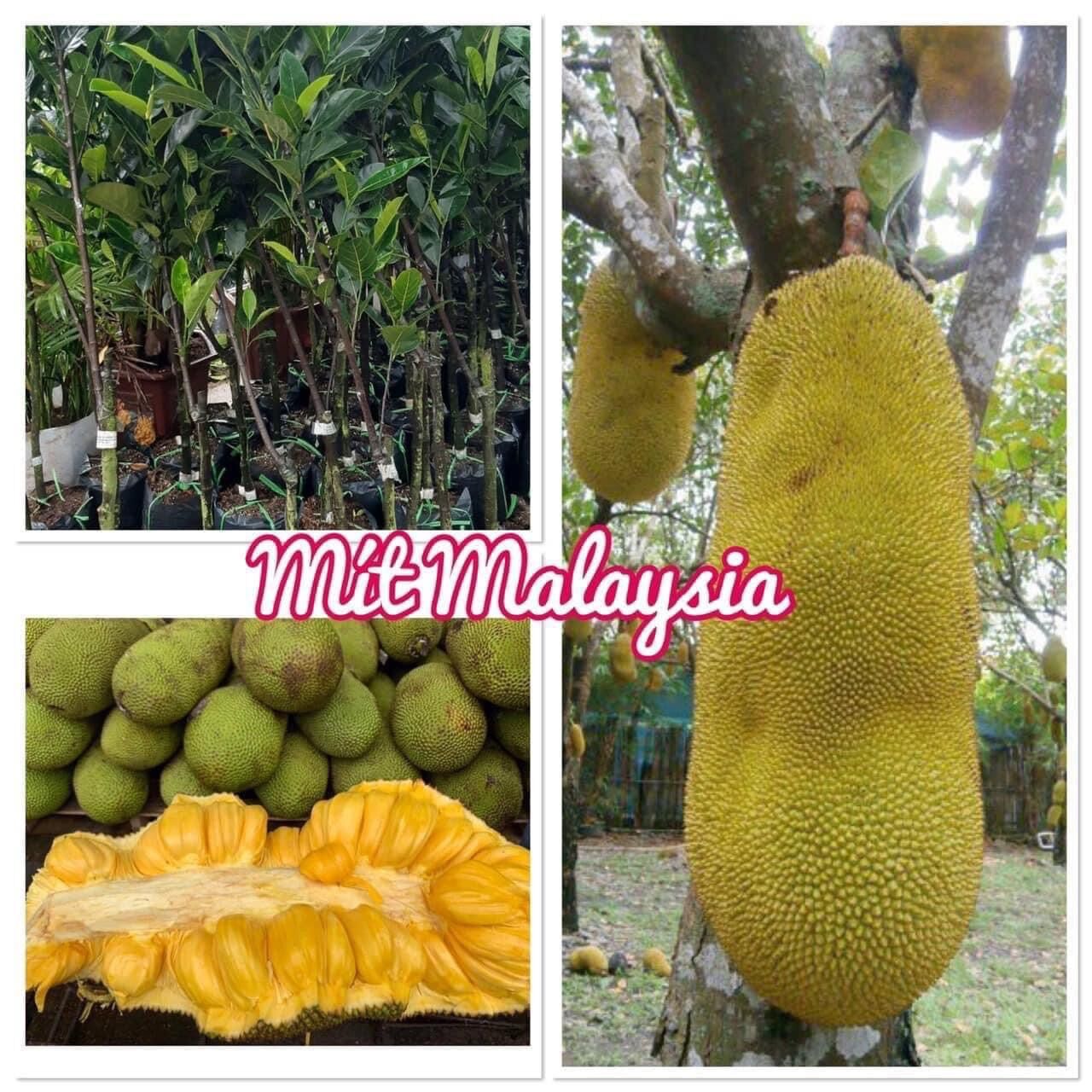 Cây giống mít malaysia