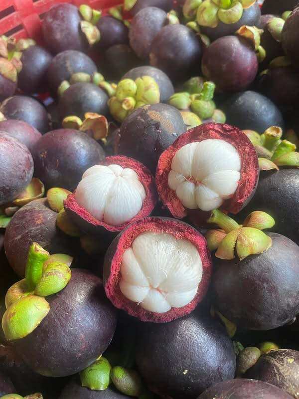 Măng cụt chín vườn nhà Lâm Đồng