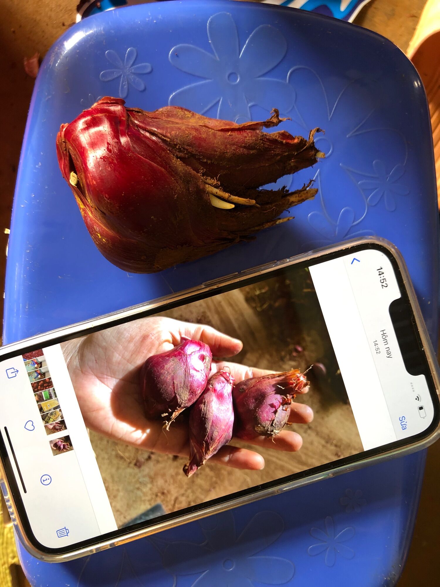 1kg sâm đại hành khô Đà Lạt