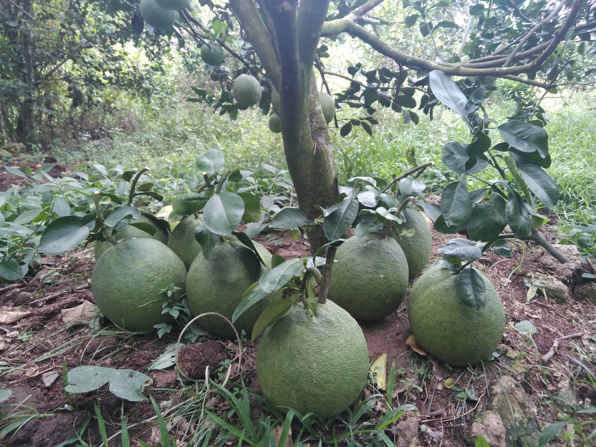 Cây giống bưởi da xanh ruột đỏ
